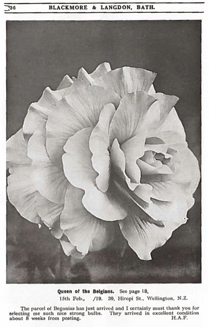 B. ‘Queen of the Belgians’